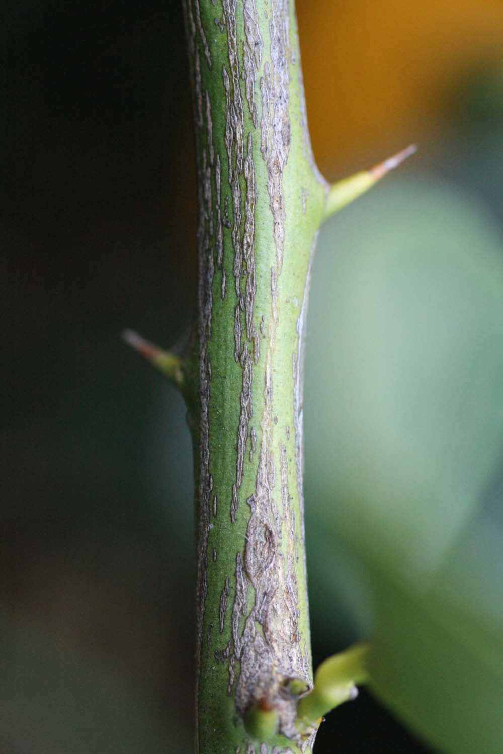              Second - third year twig (Schaub, Riverside, CA)       